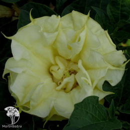 Дурман (обыкновенный) метел Балерина еллоу