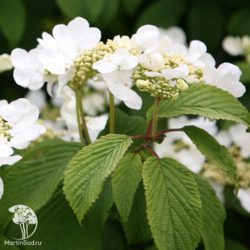 Фото Калина складчатая Мариса