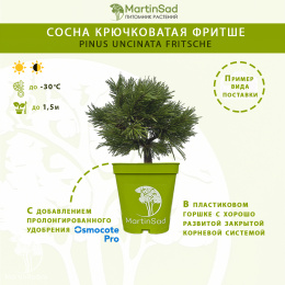 Сосна крючковатая Фритше
