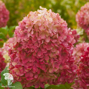Фото Гортензия метельчатая Краса Лесково