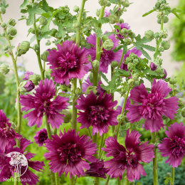 Мальва Спринг Селебритиз Пёпл