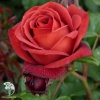 Роза чайно-гибридная Терракота фото 1 