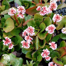 Бадан гибридный Бэби Долл