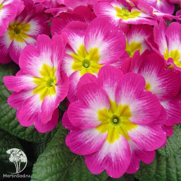 Фото Примула высокая Пиано Роуз Биколор