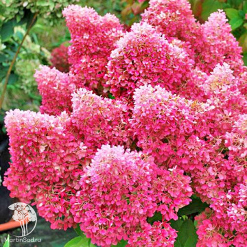 Фото Гортензия метельчатая Петит Флори