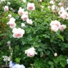 Роза английская Пердита фото 1 