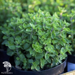 Майоран садовый Букет невесты