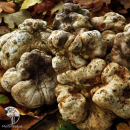 Трюфель белый или итальянский