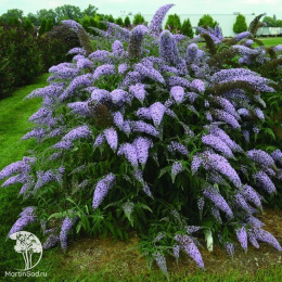 Буддлея Давида Фиолетово-голубая