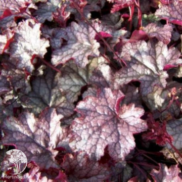 Фото Гейхера Аметист Мист