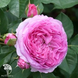Роза чайно-гибридная Серия Кулинарные розы Рене Ван Ведберг