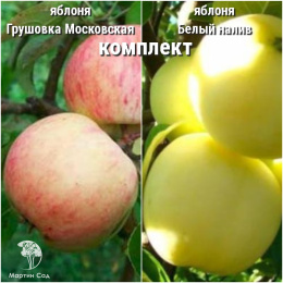 Сверхвыгодный комплект! Яблоня Грушовка Московская + опылитель яблоня Белый налив