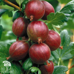 Крыжовник Хиннонмаки Ред на штамбе