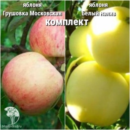 Фото Сверхвыгодный комплект! Яблоня Грушовка Московская + опылитель яблоня Белый налив