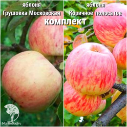 Яблоня Коричное полосатое + опылитель яблоня Грушовка Московская