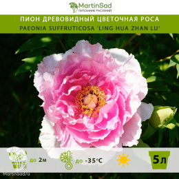 Пион древовидный Цветочная Роса