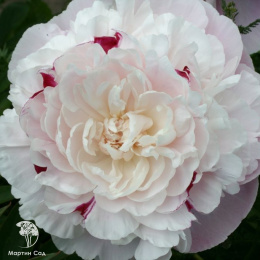 Пион Ник Шейлор