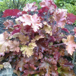 Гейхера Каппучино