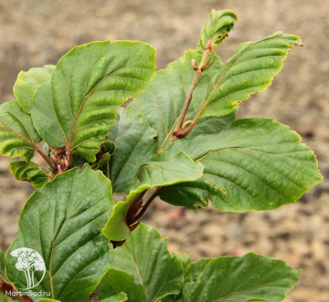 Фото Бук лесной Спа