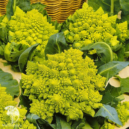 Капуста цветная Вероника F1 (Голландия)
