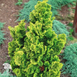 Кипарисовик тупой Аврора