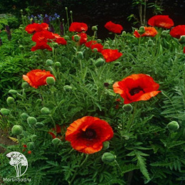 Мак восточный Мэй Квин