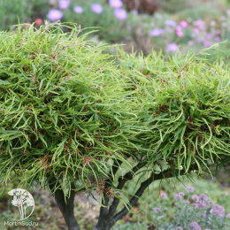  Бук европейский Мерседес на штамбе