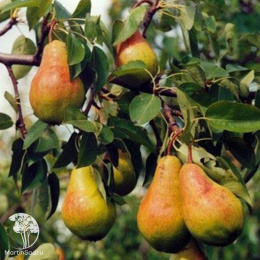 Груша Чудесница