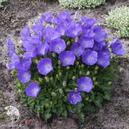 Колокольчик Весенняя песня, карпатский, серия Лавандовые грезы