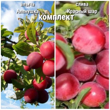 Фото Сверхвыгодный комплект! Алыча Алёнушка + опылитель Слива Красный шар