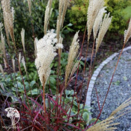 Мискантус китайский Дроннинг Ингрид