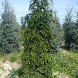 Пихта нордмана Пендула