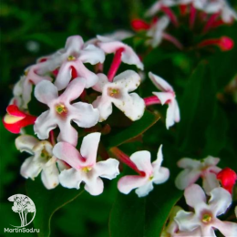 Абелия мосанская Бридал Букет Мония