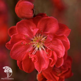 Персик персидский Теофлора Ред