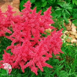 Описание сорта Астильбы Юник Салмон