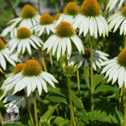 Эхинацея Белый лебедь