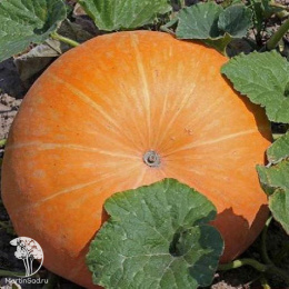 Тыква Стофунтовая