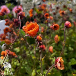 Гравилат Темро Оранж