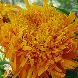 Бархатцы прямостоячие (Тагетес прямостоячий) Фантастик