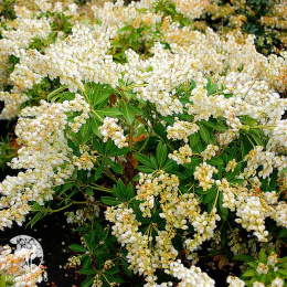 Пиерис японский Дебютант