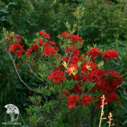 Азалия Паркфеуер