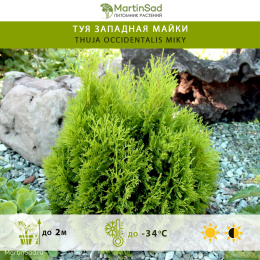 Туя западная Майки