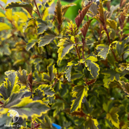 Пузыреплодник калинолистный Мозаика