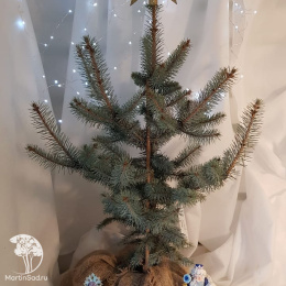 Ель новогодняя Эдит