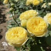 Роза флорибунда Каталина фото 2 