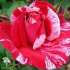 Роза чайно-гибридная Анри Матисс фото 2 