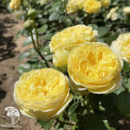 Роза флорибунда Каталина