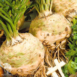 Сельдерей корневой Яблочный