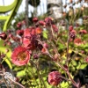 Geum Petticoats Pink Гравилат Петтикоатс Пинк фото 4 