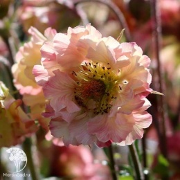 Geum Petticoats Pich Гравилат Петтикоатс Пич